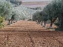 olive aratura1